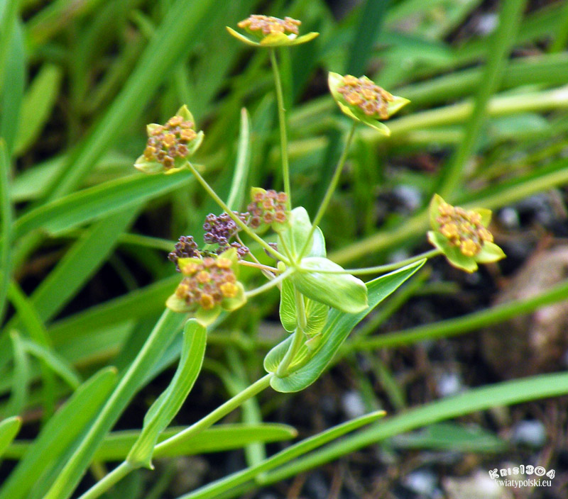 Bupleurum ranunculoides
