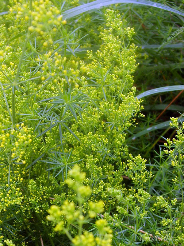 (Galium verum)