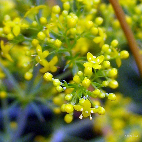 (Galium verum)