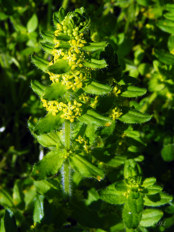 Cruciata laevipes