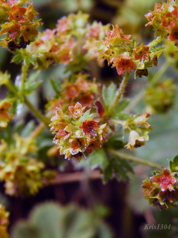 przywrotni owłosiony