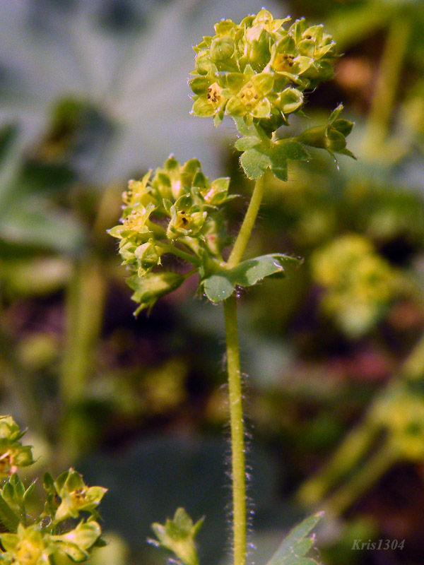 przywrotnik pasterski