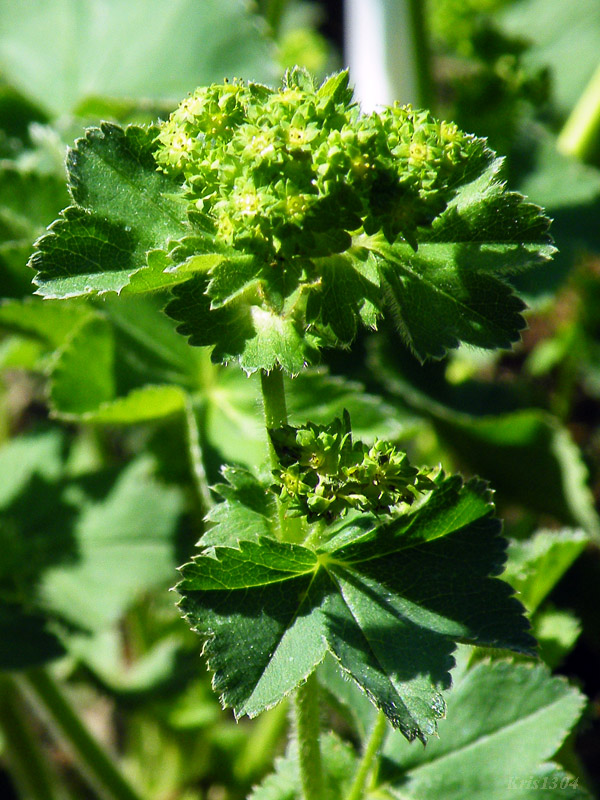 przywrotnik Władysława