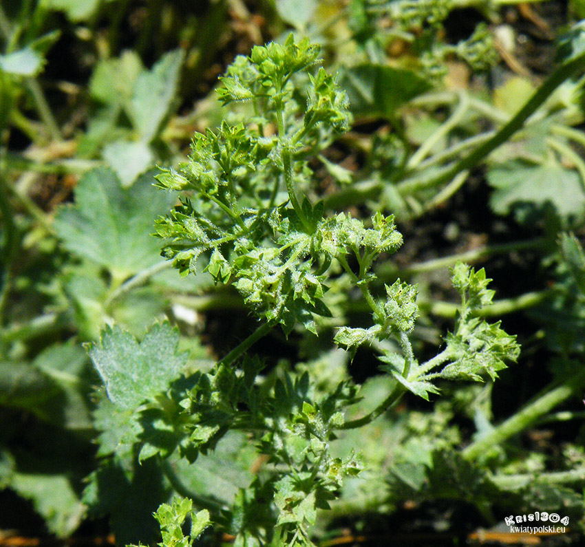 przywrotnik żółtawozielony