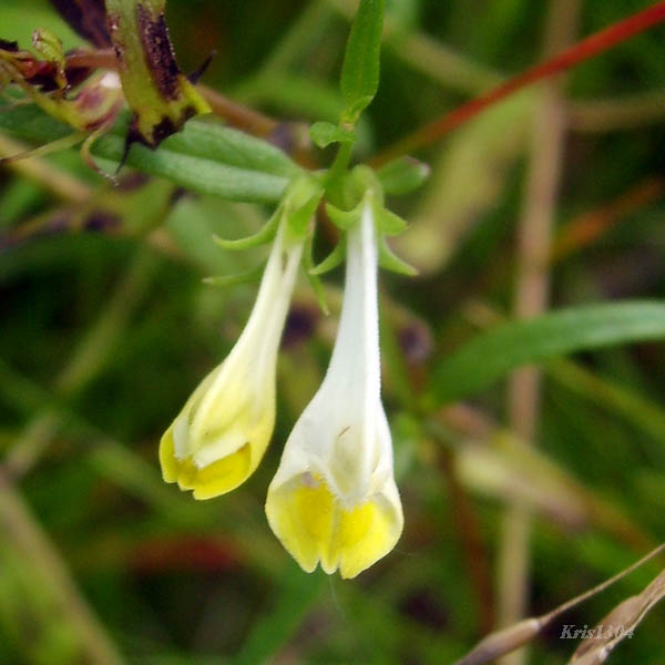 (Melampyrum pratense)