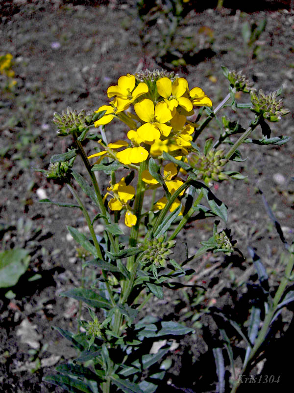 (Erysimum odoratum)