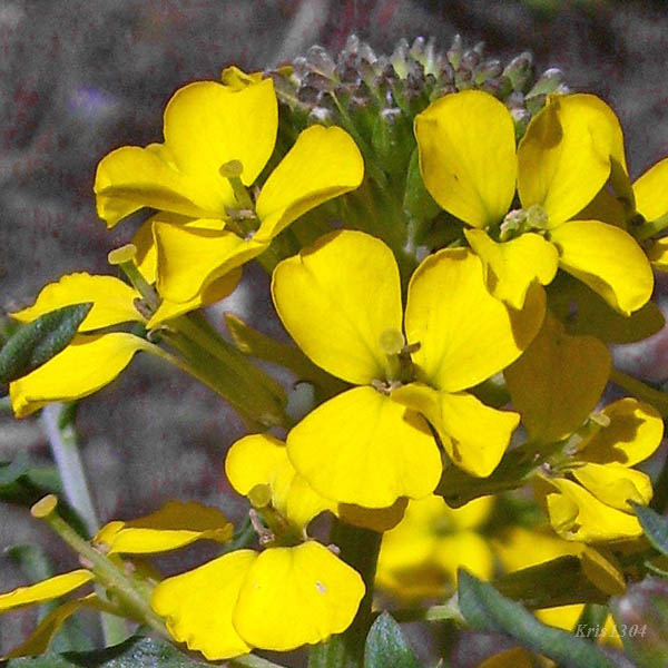(Erysimum odoratum)