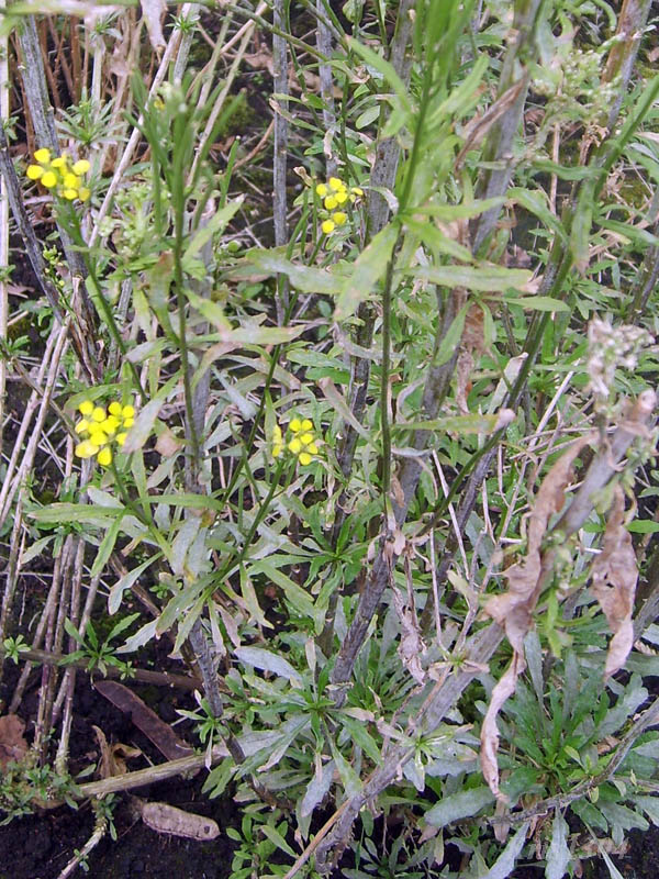 (Erysimum pieninicum)