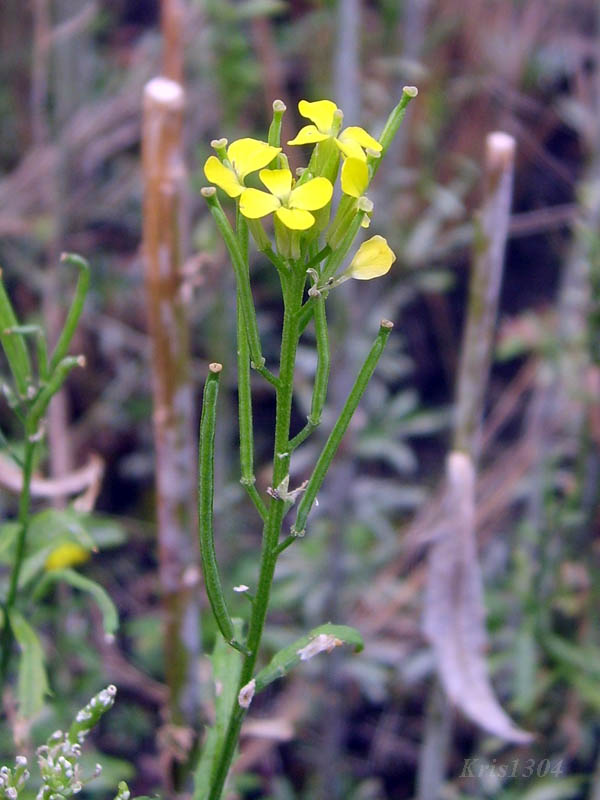 (Erysimum pieninicum)
