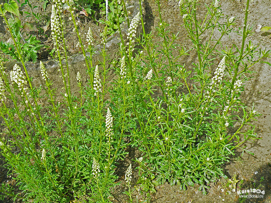 Reseda lutea