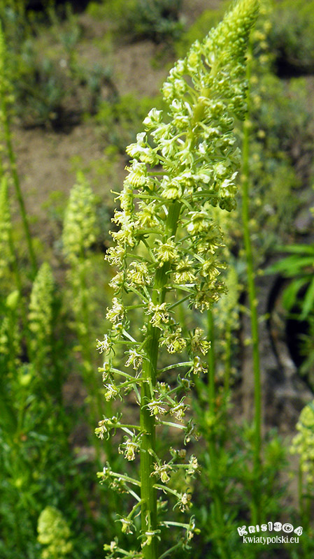 Reseda lutea