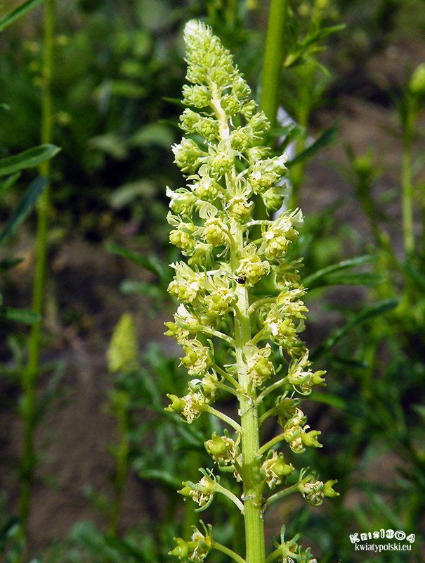 Reseda lutea