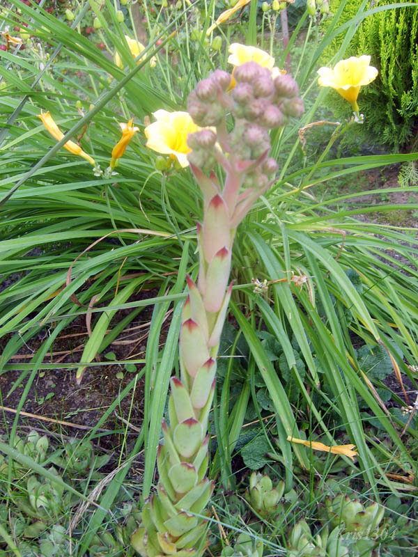 (Jovibarba sobolifera)