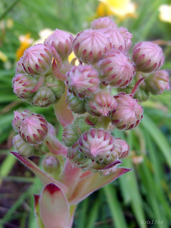 (Jovibarba sobolifera)