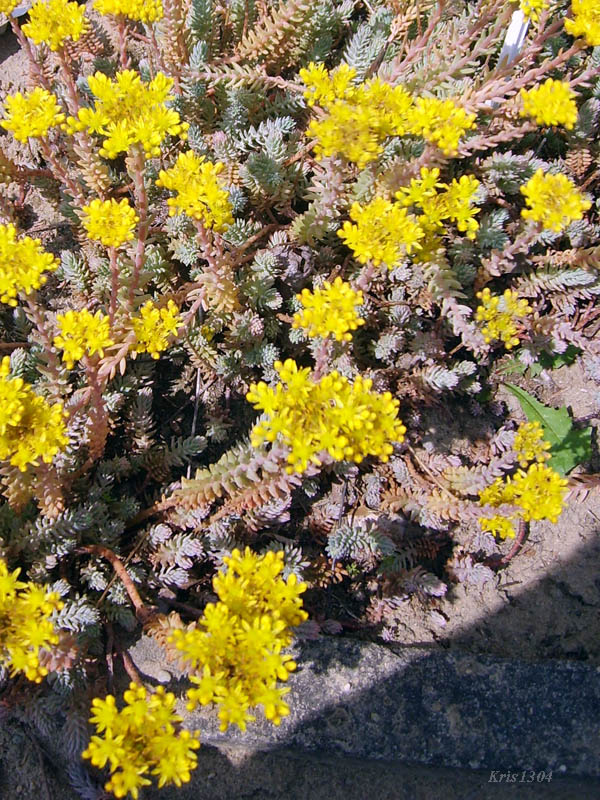 (Sedum reflexum)
