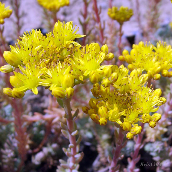 (Sedum reflexum)