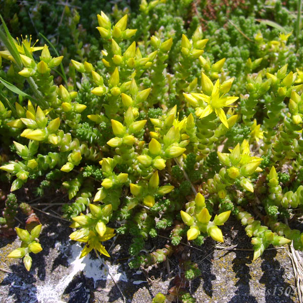 (Sedum acre)