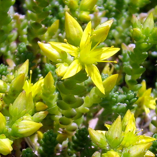 (Sedum acre)