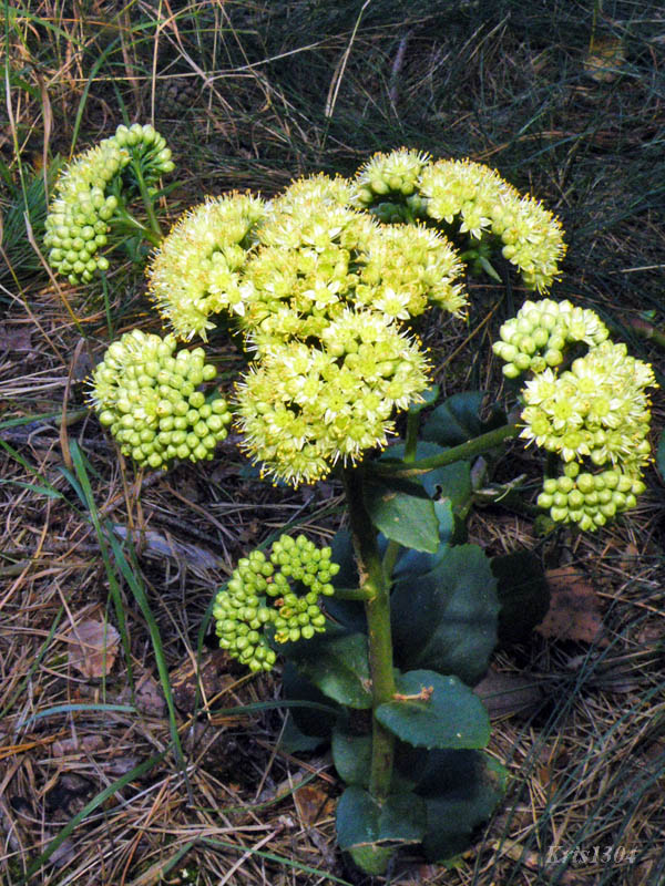 Sedum maximum