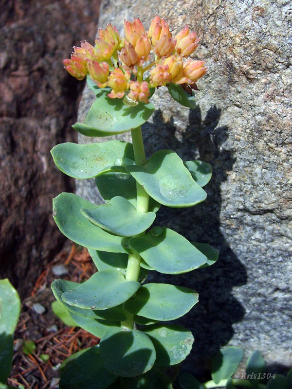 (Rhodiola rosea)