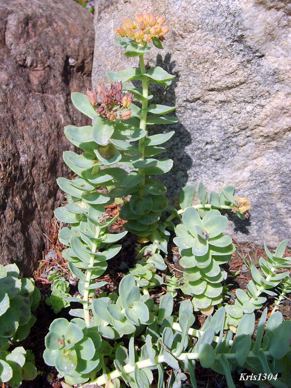 (Rhodiola rosea)