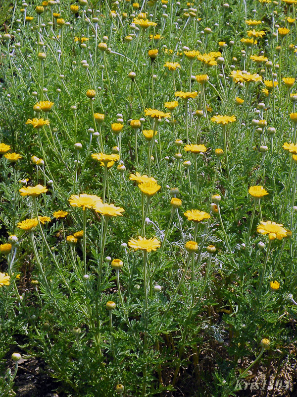 Anthemis tinctoria
