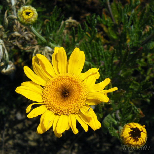 Anthemis tinctoria