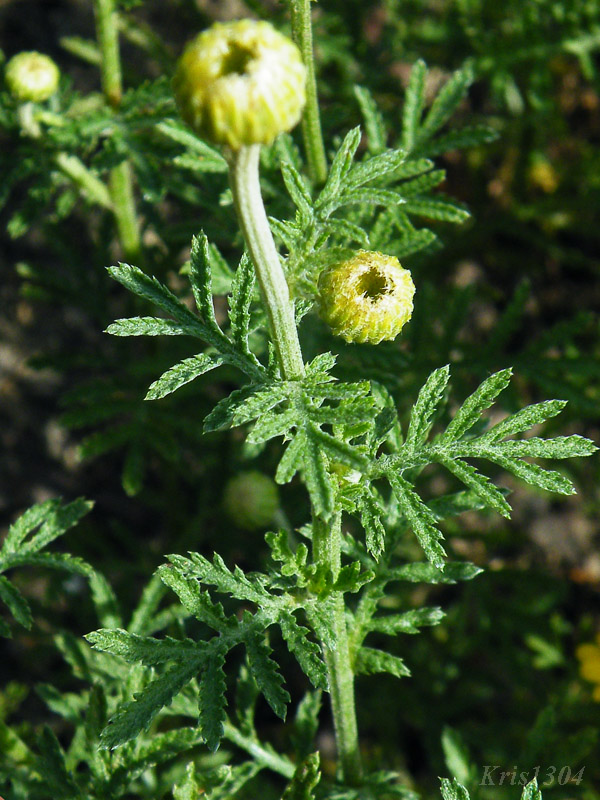 Anthemis tinctoria