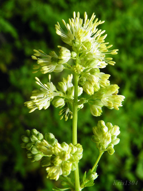 (Thalictrum flavum)