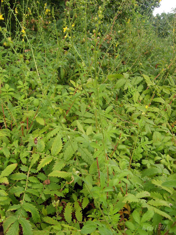 (Agrimonia eupatoria)