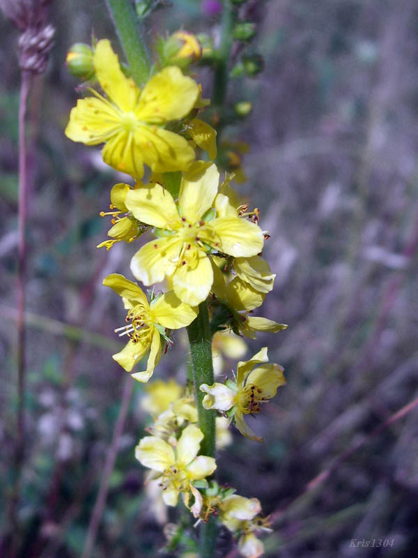 (Agrimonia eupatoria)