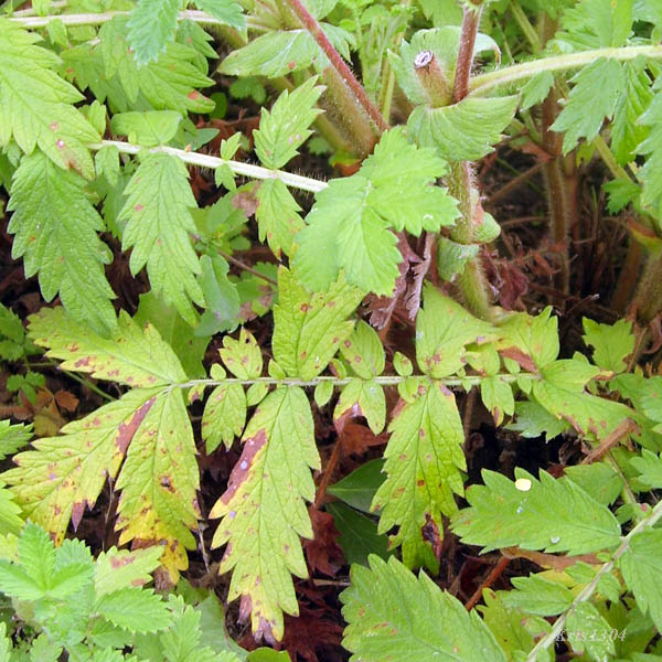 (Agrimonia eupatoria)