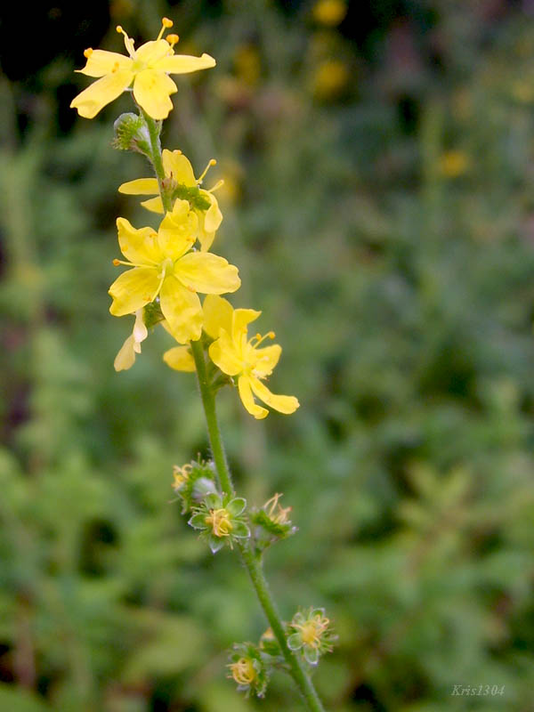 (Agrimonia eupatoria)