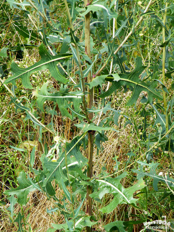 (Lactuca serriola)