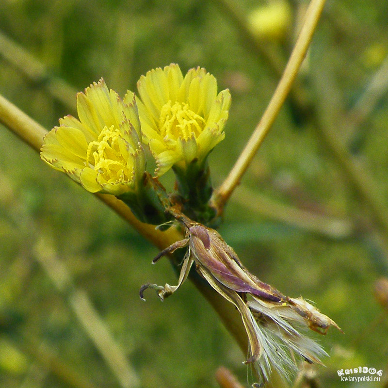 (Lactuca serriola)