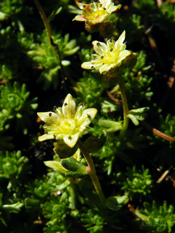 Saxifraga moschata