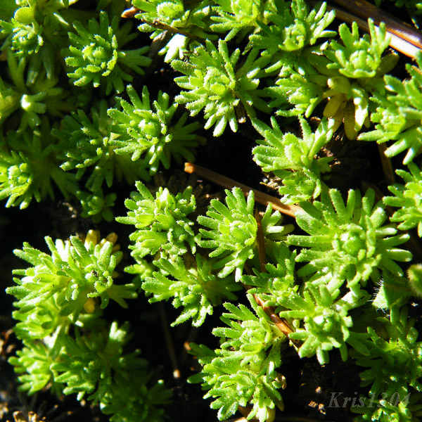 Saxifraga moschata