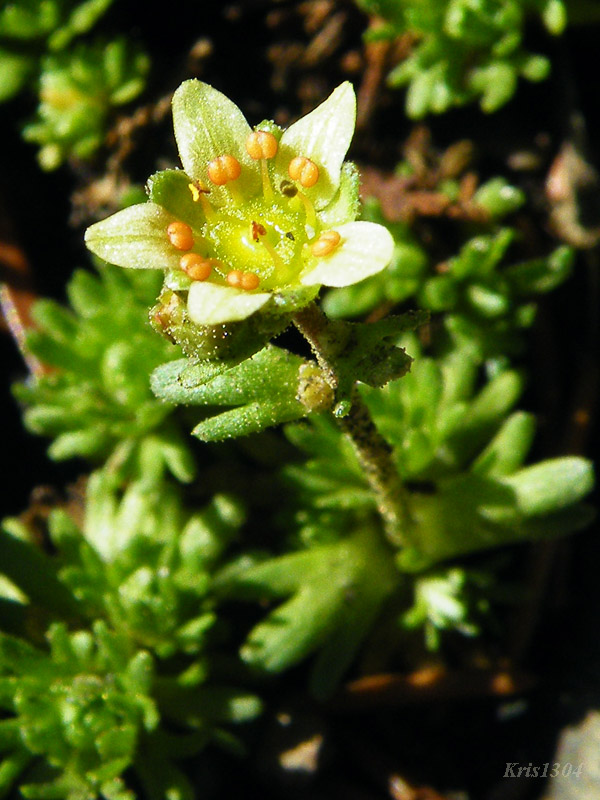 Saxifraga moschata