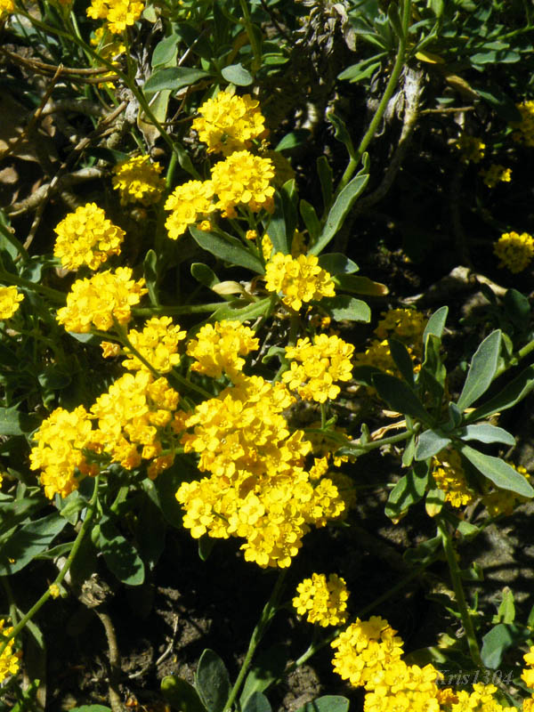 (Alyssum saxatile)