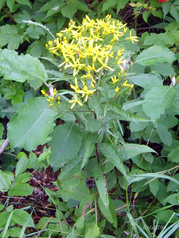 (Senecio ovatus)