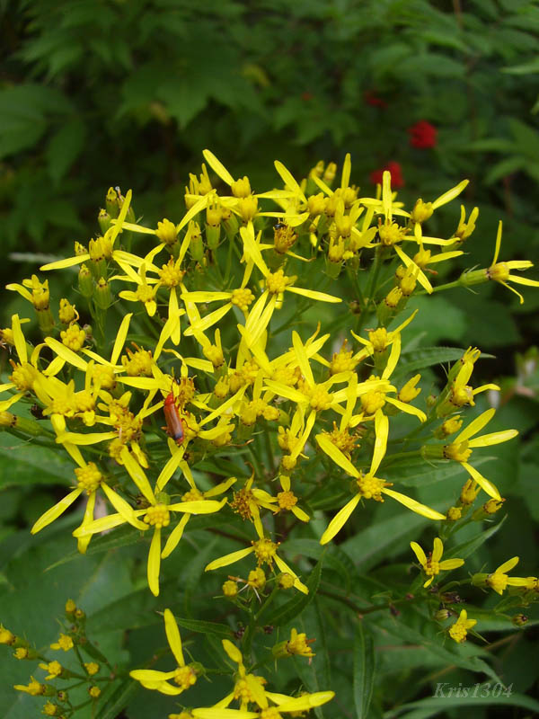 (Senecio ovatus)