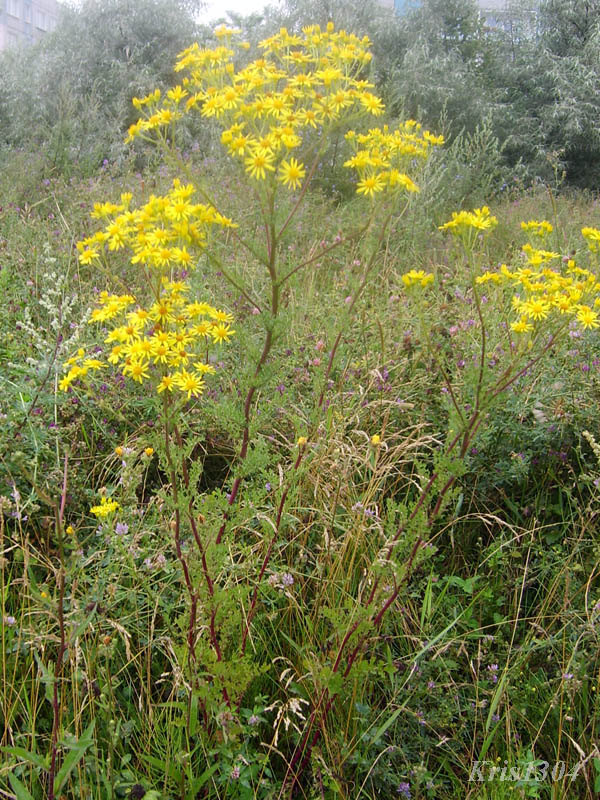 (Senecio jacobaea)