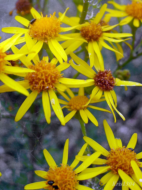 (Senecio jacobaea)