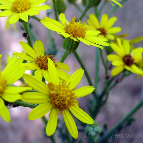 (Senecio jacobaea)