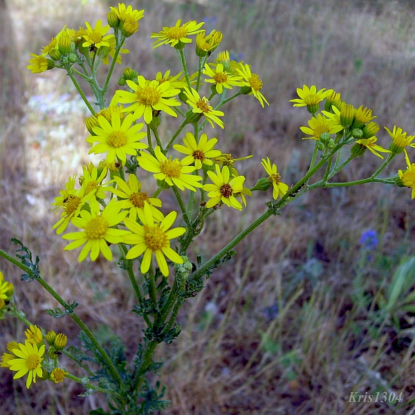 (Senecio jacobaea)