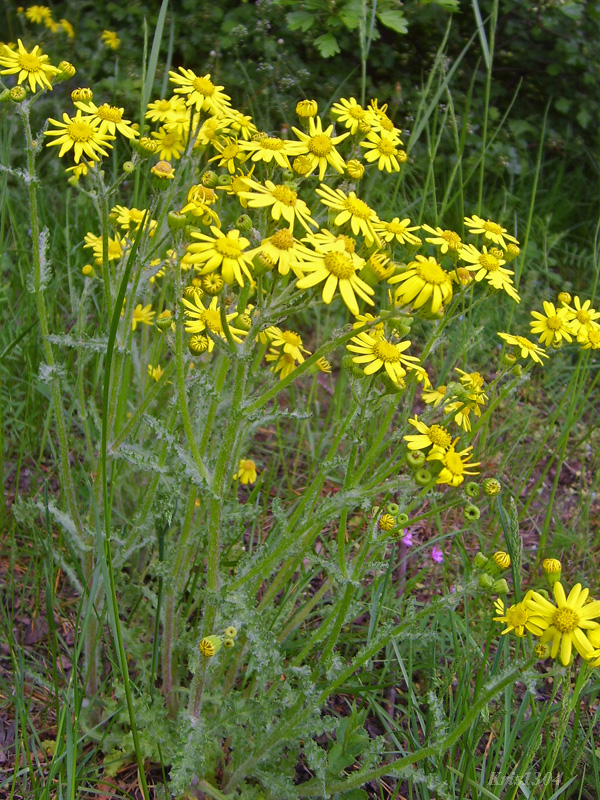 (Senecio vernalis)