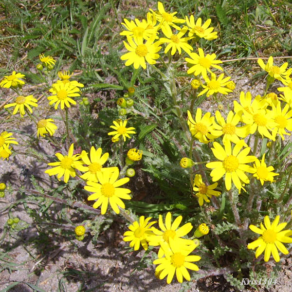 (Senecio vernalis)