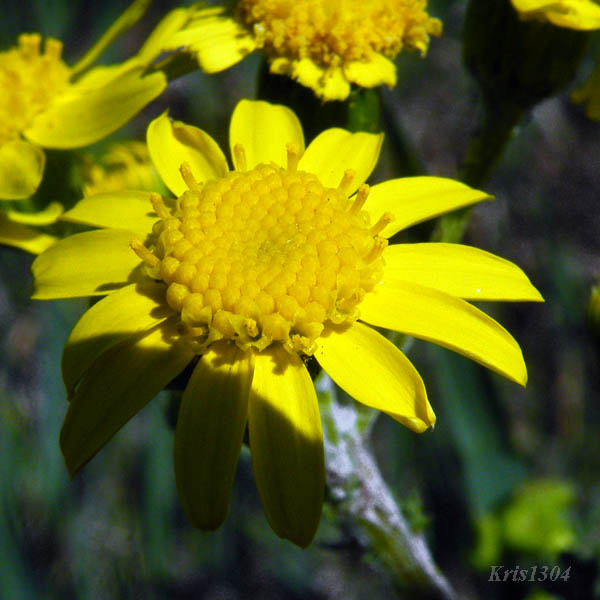 (Senecio vernalis)