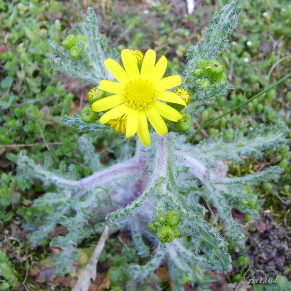 (Senecio vernalis)