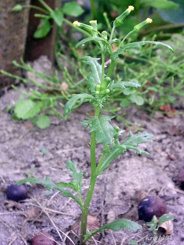 (Senecio vulgaris)
